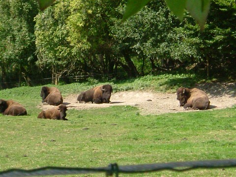Bisons Cerza Normandie Lisieux