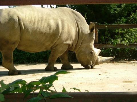 Rhinocéros Cerza Normandie Lisieux